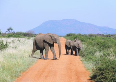 Elefanten in Madikwe