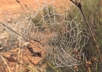 Schönheit in den kleinsten Details