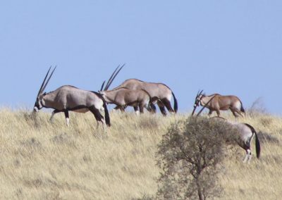 Gemsbok im Busch