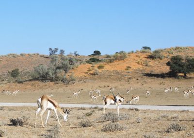 Springbok im Veld