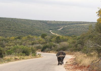 Begegnung mit einem Büffel